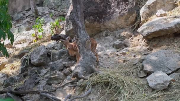 Barbaarse schapen in Chiang Mai dierentuin — Stockvideo