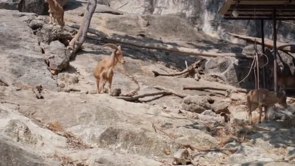 Barbary juhok Chiang Mai állatkert — Stock videók