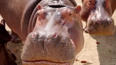 Göldeki su aygırları. Chiang Mai, Tayland