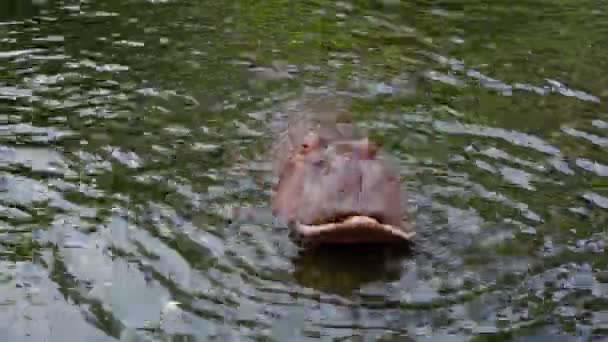 The hippos in the lake. Chiang Mai, Thailand — Stock Video