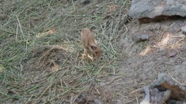 Chiang Mai hayvanat bahçesinde barbar koyunlar