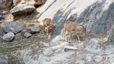Chiang Mai hayvanat bahçesinde barbar koyunlar