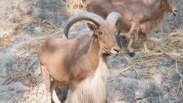 Barbaarse schapen in Chiang Mai dierentuin — Stockvideo