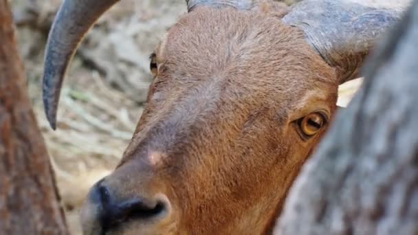 Barbaarse schapen in Chiang Mai dierentuin — Stockvideo