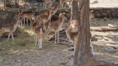 Chiang Mai hayvanat bahçesinde bir grup geyik.