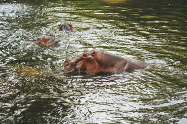 Chiang Mai Hayvanat Bahçesinde Hippo, Tayland.