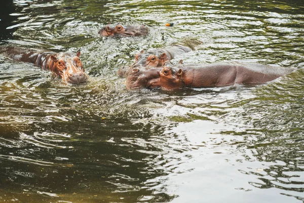 Hippo Zoológico Chiang Mai Tailândia — Fotografia de Stock