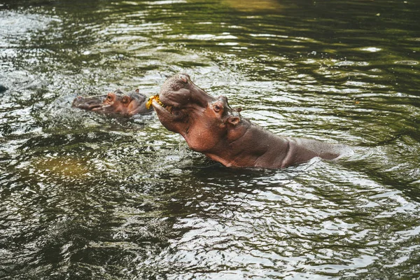 Hippo Zoológico Chiang Mai Tailândia — Fotografia de Stock