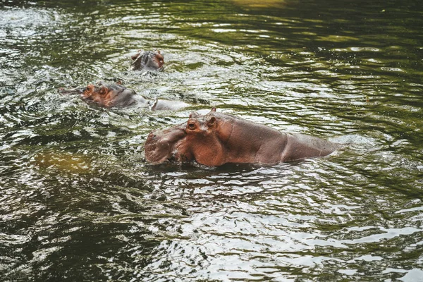 Hippo Zoológico Chiang Mai Tailândia — Fotografia de Stock