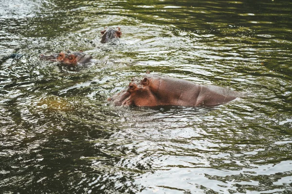 Hipopótamo Zoológico Chiang Mai Tailandia —  Fotos de Stock