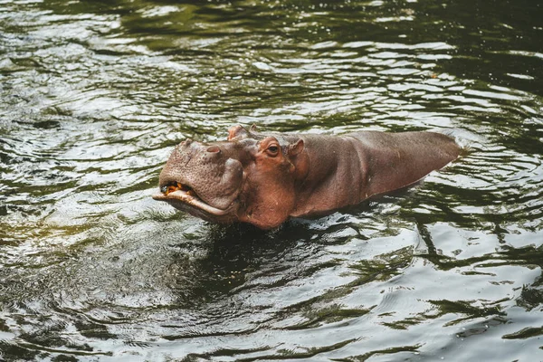 Hippo Zoológico Chiang Mai Tailândia — Fotografia de Stock