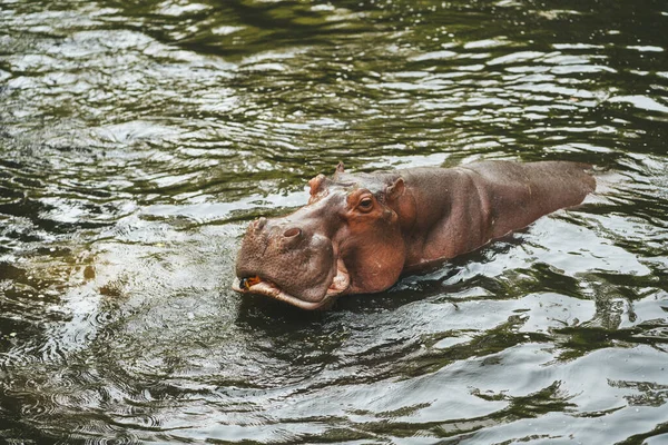Hipopótamo Zoológico Chiang Mai Tailandia — Foto de Stock