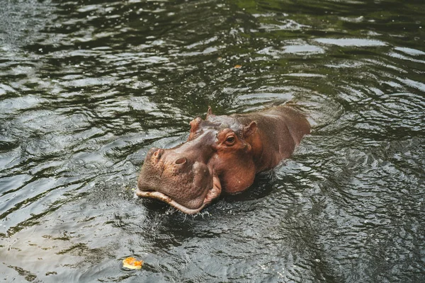 Hipopótamo Zoológico Chiang Mai Tailandia —  Fotos de Stock