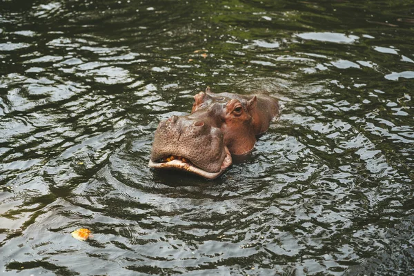 Hipopótamo Zoológico Chiang Mai Tailandia —  Fotos de Stock