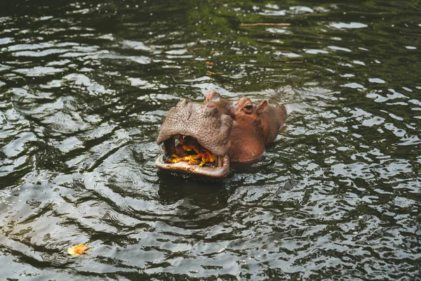 Hippo Zoológico Chiang Mai Tailândia — Fotografia de Stock