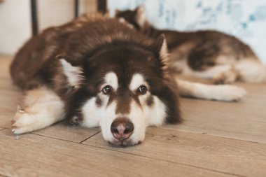 Chiang Mai Kafe Tayland 'da Malamute köpeği.