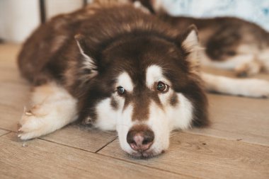 Chiang Mai Kafe Tayland 'da Malamute köpeği.