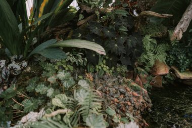 Tropik bitkiler Kraliçe Sirikit Botanik Bahçesi Tayland