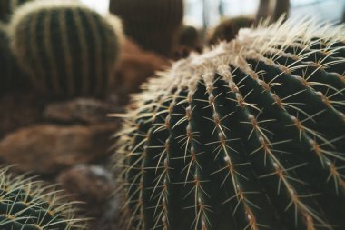 Büyük altın fıçı kaktüs Kraliçe Sirikit Botanik Bahçesi Tayland