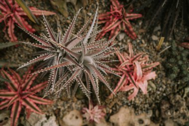 Zebra bitkisi Tayland 'daki Queen Sirikit botanik bahçesinde.