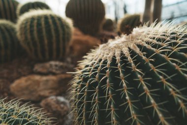 Büyük altın fıçı kaktüs Kraliçe Sirikit Botanik Bahçesi Tayland