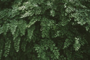 Tayland 'daki Kraliçe Sirikit botanik bahçesinde yaygın Maidenhair salkımı