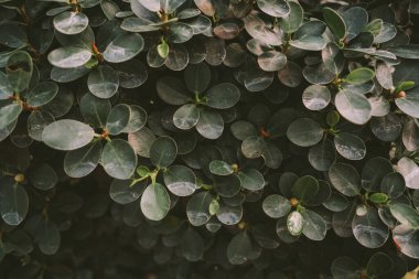 Tayland 'daki Kraliçe Sirikit botanik bahçesinde incir perdesi.