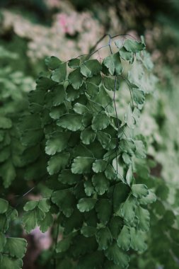 Tayland 'daki Kraliçe Sirikit botanik bahçesinde yaygın Maidenhair salkımı