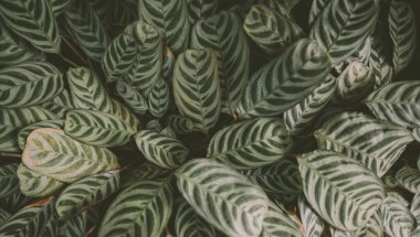 Tayland 'daki Queen Sirikit botanik bahçesindeki Tavuskuşu bitkisi