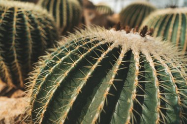 Büyük altın fıçı kaktüs Kraliçe Sirikit Botanik Bahçesi Tayland