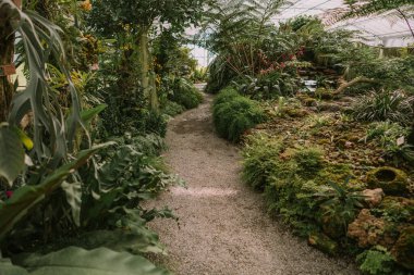 QueEN SIRIKIT BOTANIC GARDEN, Chiangmai, Tayland 'daki Fern Orkide Evi