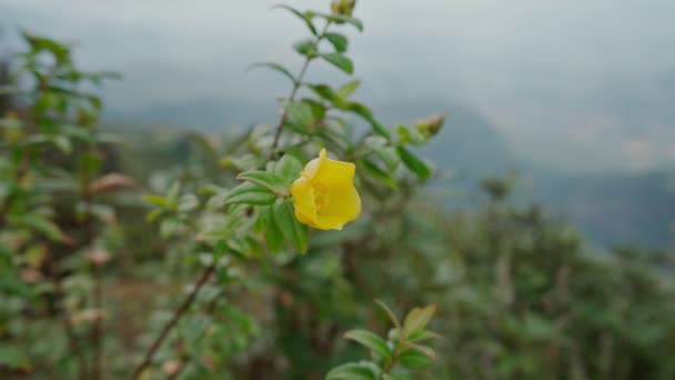 Close-up of yellow flower at Kew mae pan nature trail at Doi Inthanon national park ,Chiangmai — Vídeo de Stock