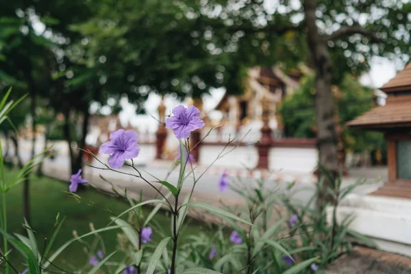 Violet Flowers Tumbuh Chiang Mai Thailand — Stok Foto