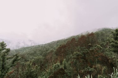 Chiang Mai, Tayland 'daki dağlarda bulutlar