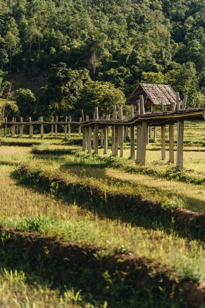 Bamboe Brug Rijstvelden Boon Soo Pai Thailand — Stockfoto