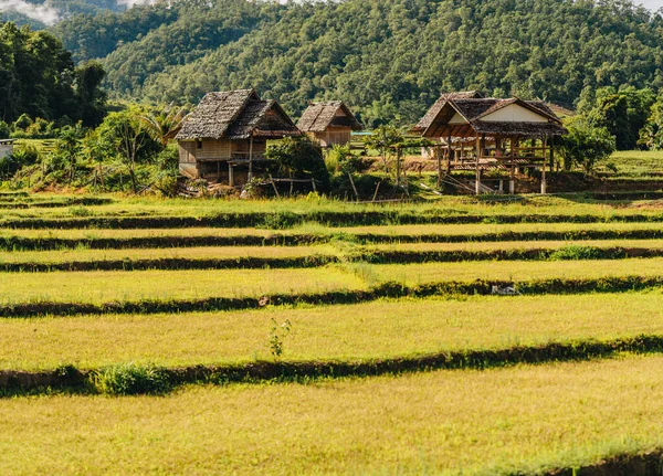 Ponte Bambu Sobre Arrozais Boon Soo Pai Tailândia — Fotografia de Stock