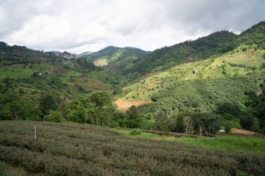 Dağdaki çay çiftliği, Doi Mae Salong, Chiang Rai, Tayland
