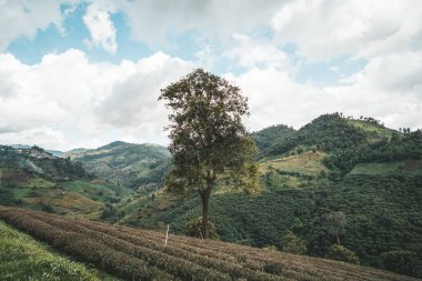 Dağdaki çay çiftliği, Doi Mae Salong, Chiang Rai, Tayland