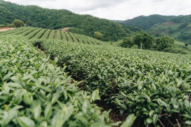 Dağdaki çay çiftliği, Doi Mae Salong, Chiang Rai, Tayland