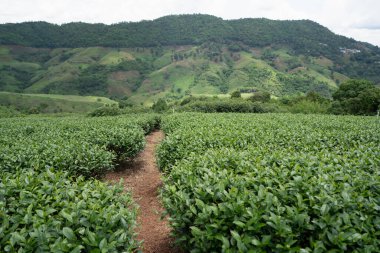 Dağdaki çay çiftliği, Doi Mae Salong, Chiang Rai, Tayland