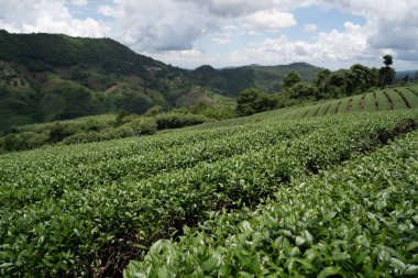 Dağdaki çay çiftliği, Doi Mae Salong, Chiang Rai, Tayland