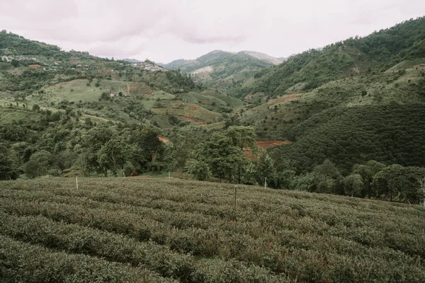 Plantação Chá Montanha Doi Mae Salong Chiang Rai Tailândia — Fotografia de Stock