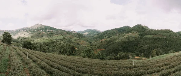 Чайная Плантация Горах Дои Мэй Салонг Чианграй Таиланд — стоковое фото