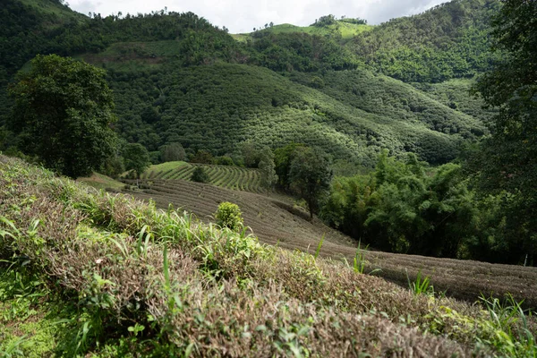 Dağdaki Çay Çiftliği Doi Mae Salong Chiang Rai Tayland — Stok fotoğraf