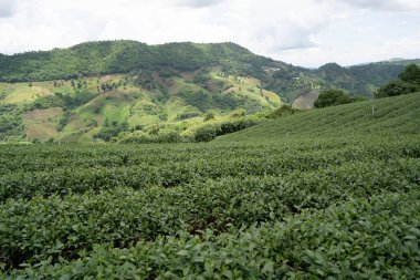Dağdaki çay çiftliği, Doi Mae Salong, Chiang Rai, Tayland