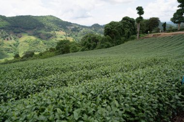 Dağdaki çay çiftliği, Doi Mae Salong, Chiang Rai, Tayland