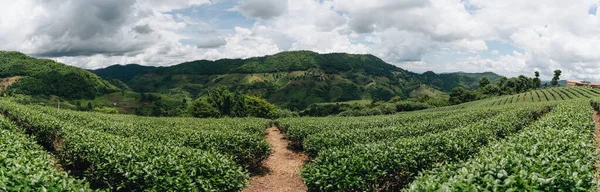 Dağdaki Çay Çiftliği Doi Mae Salong Chiang Rai Tayland — Stok fotoğraf