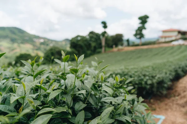Dağdaki Çay Çiftliği Doi Mae Salong Chiang Rai Tayland — Stok fotoğraf