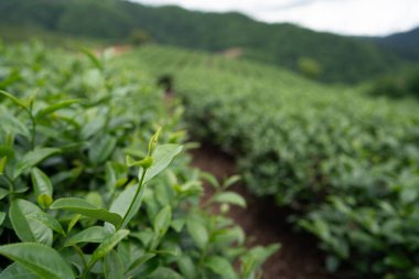 Dağdaki çay çiftliği, Doi Mae Salong, Chiang Rai, Tayland