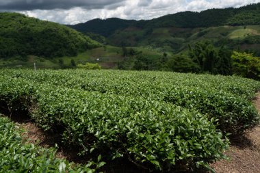 Dağdaki çay çiftliği, Doi Mae Salong, Chiang Rai, Tayland